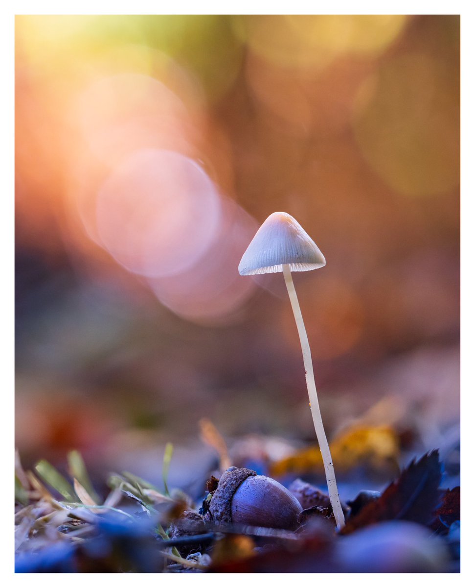 ‘AUTUMN’S ARRIVAL’ Found this little fungi on a lovely walk in the woods on Saturday. There was a wonderful backdrop where the bottom of the ferns had turned orange; the low sun shining through created some wonderful warm bokeh. #FSPrintMonday #WexMondays #Sharemondays2023