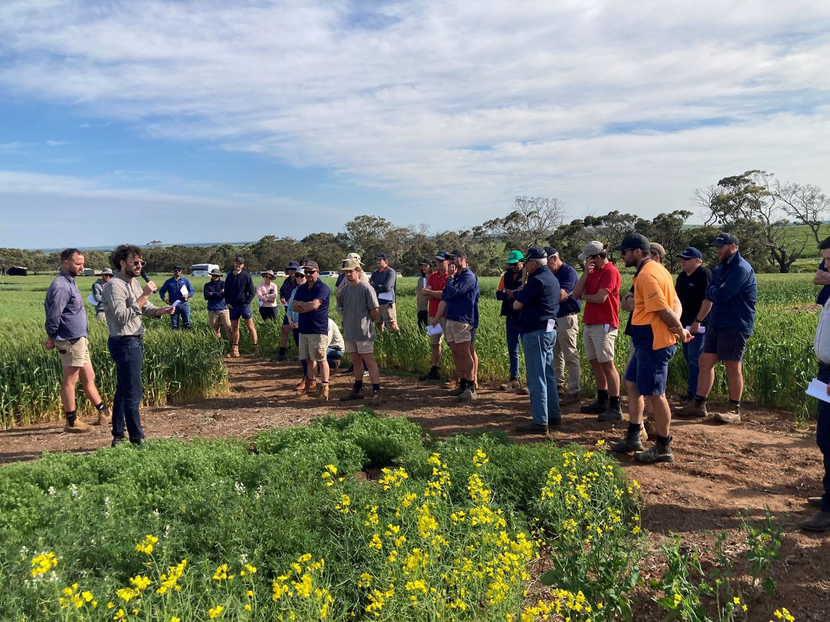 A pleasure to discuss with local growers our #FarmingSystemsSouth Edillilie trial at the Lower EP crop walk. Thanks for the invite! <a href="/ag_eyre/">Ag Innovation & Research Eyre Peninsula</a> <a href="/Ware_AH/">Andrew Ware</a> <a href="/GRDCSouth/">GRDC South</a> <a href="/UniofAdelaide/">Uni of Adelaide</a> <a href="/RC_daSilva/">Rodrigo C. da Silva</a>