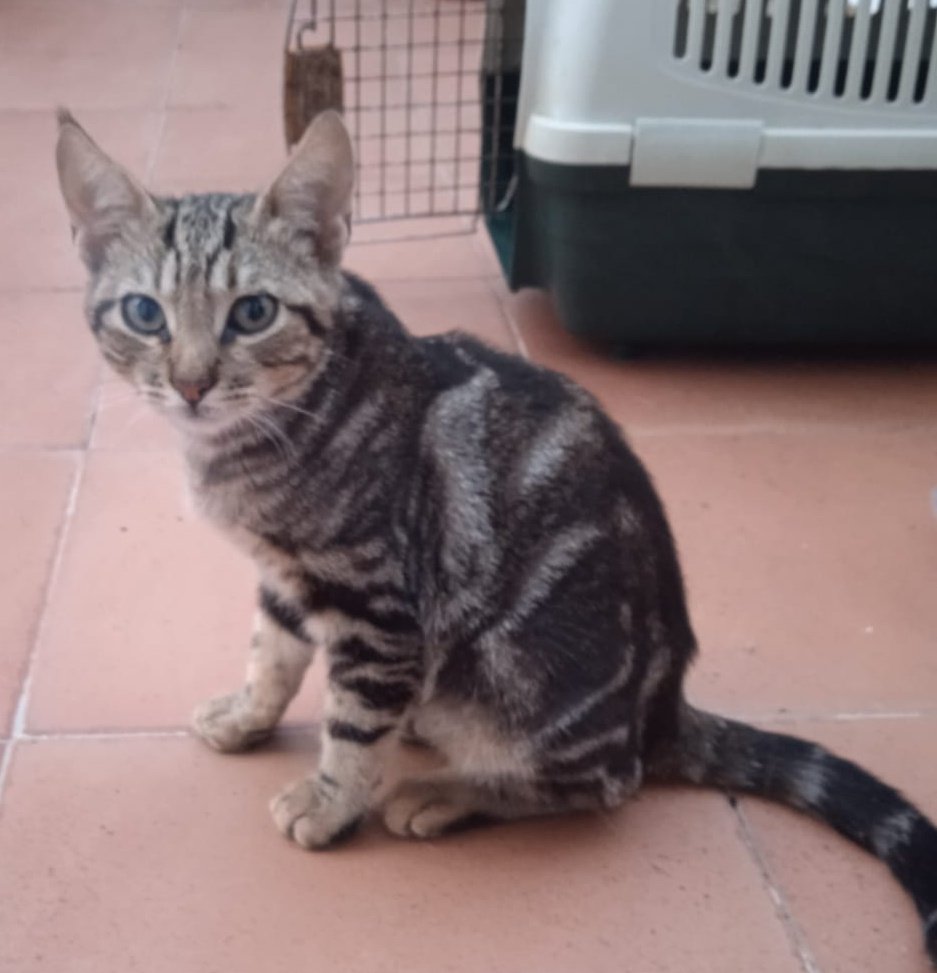 ElSindigato2021's tweet image. Otro pequeñín más! 👶

Tiger, rescatado de la calle (para variar), tiene 4 mesecitos y es guapo a rabiar y muy simpático!

Testado negativo, apto con perros y #gatos... listo para irse contigo !a qué esperas?

#Valencia contacto Silvia 635 12 78 55 #gatitos #AdoptaNoCompres