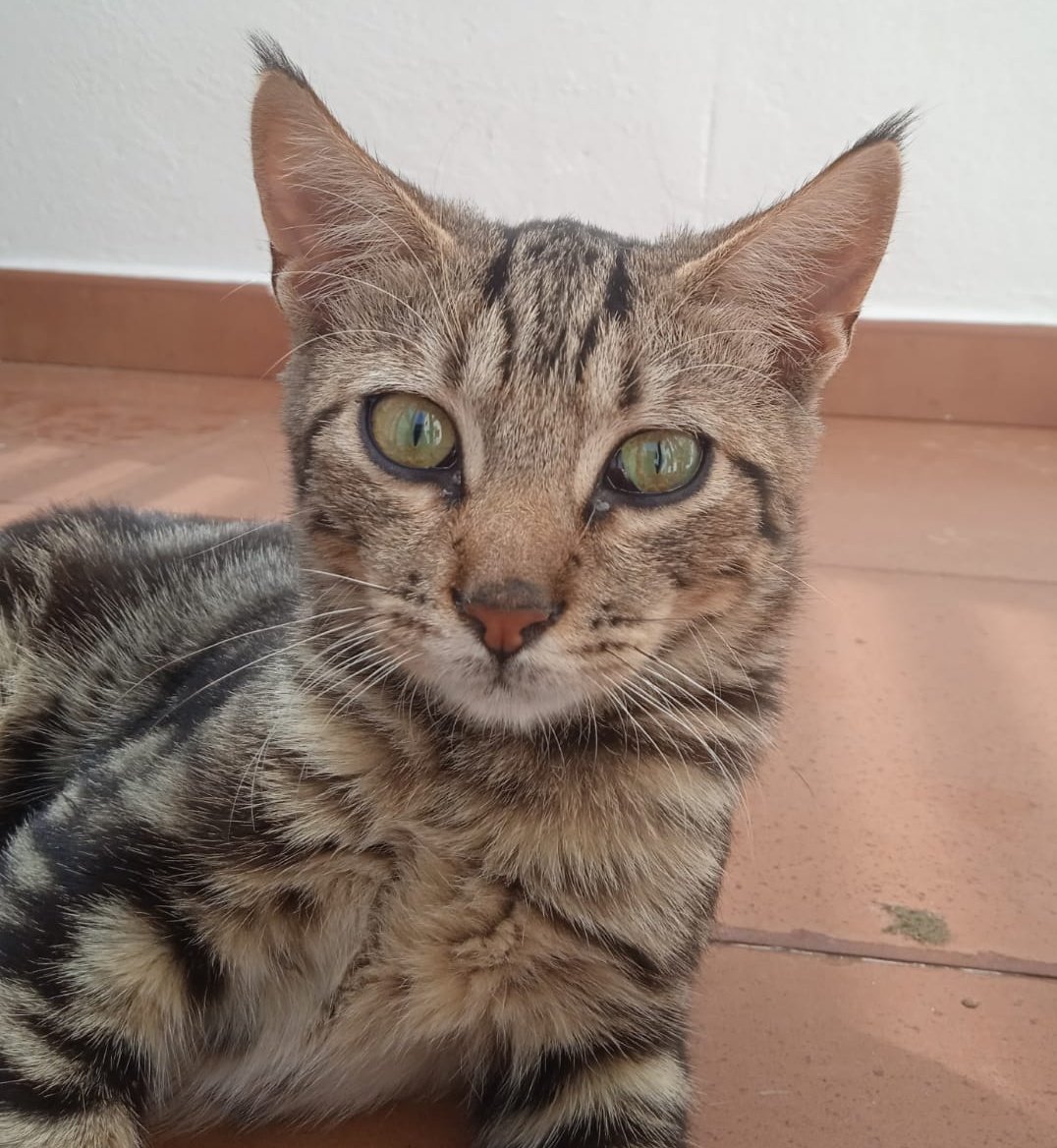 ElSindigato2021's tweet image. Otro pequeñín más! 👶

Tiger, rescatado de la calle (para variar), tiene 4 mesecitos y es guapo a rabiar y muy simpático!

Testado negativo, apto con perros y #gatos... listo para irse contigo !a qué esperas?

#Valencia contacto Silvia 635 12 78 55 #gatitos #AdoptaNoCompres