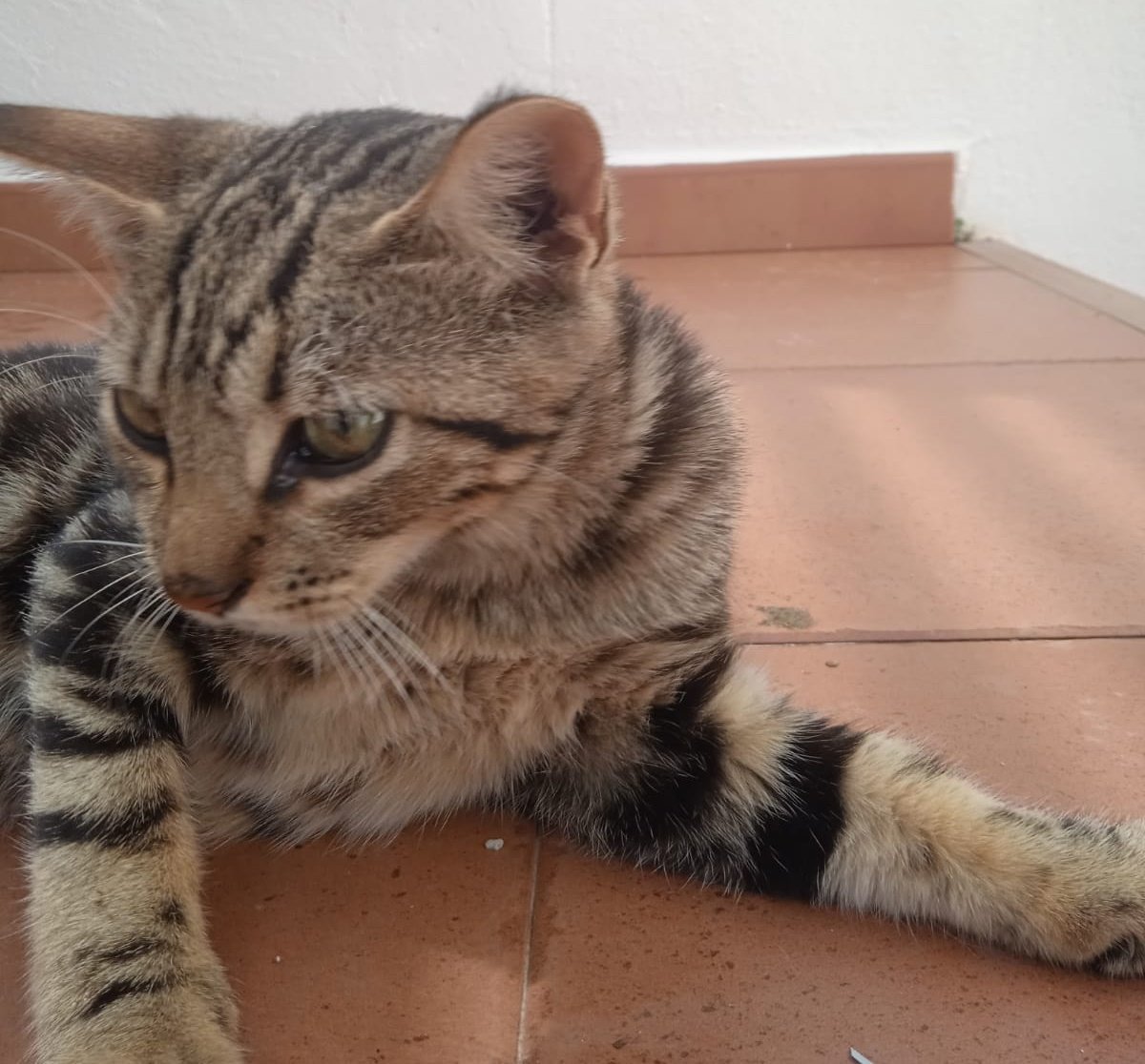 ElSindigato2021's tweet image. Otro pequeñín más! 👶

Tiger, rescatado de la calle (para variar), tiene 4 mesecitos y es guapo a rabiar y muy simpático!

Testado negativo, apto con perros y #gatos... listo para irse contigo !a qué esperas?

#Valencia contacto Silvia 635 12 78 55 #gatitos #AdoptaNoCompres