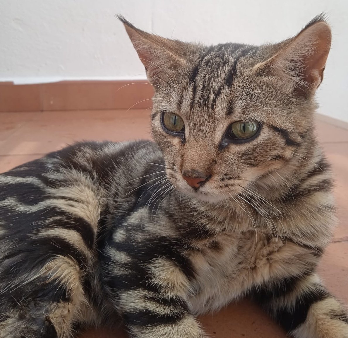 ElSindigato2021's tweet image. Otro pequeñín más! 👶

Tiger, rescatado de la calle (para variar), tiene 4 mesecitos y es guapo a rabiar y muy simpático!

Testado negativo, apto con perros y #gatos... listo para irse contigo !a qué esperas?

#Valencia contacto Silvia 635 12 78 55 #gatitos #AdoptaNoCompres