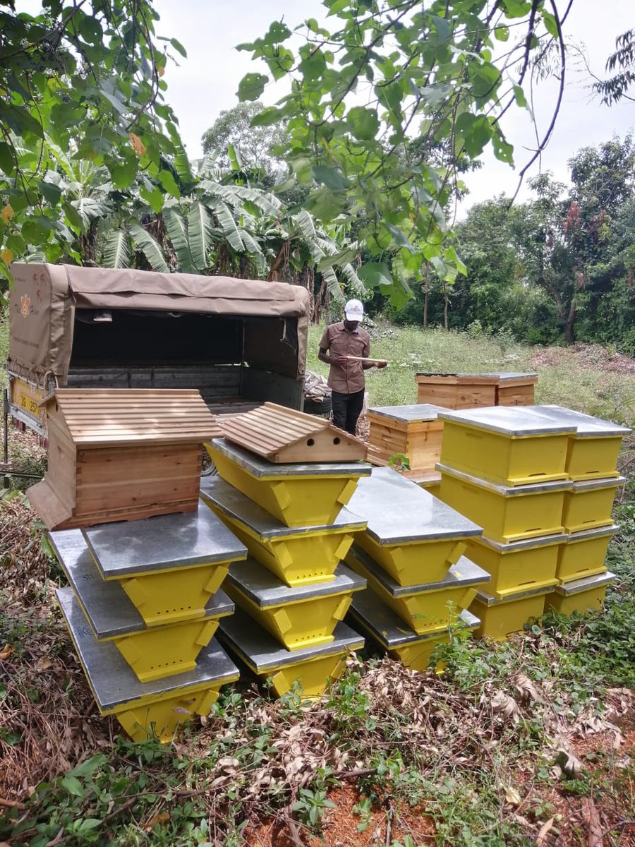 UgandaHive's tweet photo. 🍯🐝Swift and Efficient Beehive Deliveries #valuedclients To Get All Beekeeping Tools At Your Doorstep Just Dial+256 778 805 123 | +256 759 665 604 #countrywidedelivery #Uganda #TheBeekeepersHomeinAfrica #TheHive https://t.co/l7Bwmj1nu1