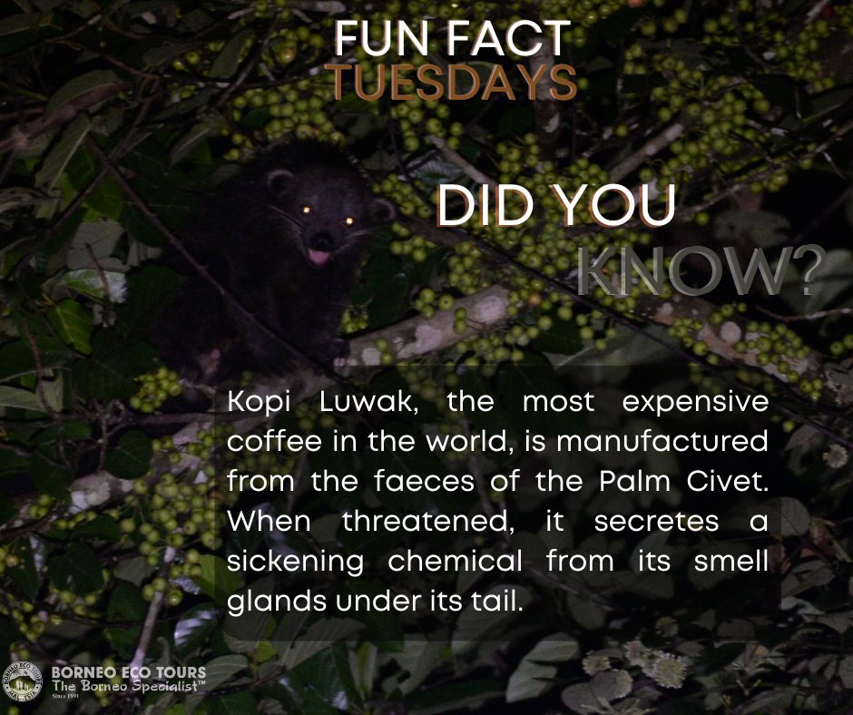 borneoecotours's tweet image. How do you like your coffee?☕️🤔

#funfact #funfacttuesday #civet #kopiluwak