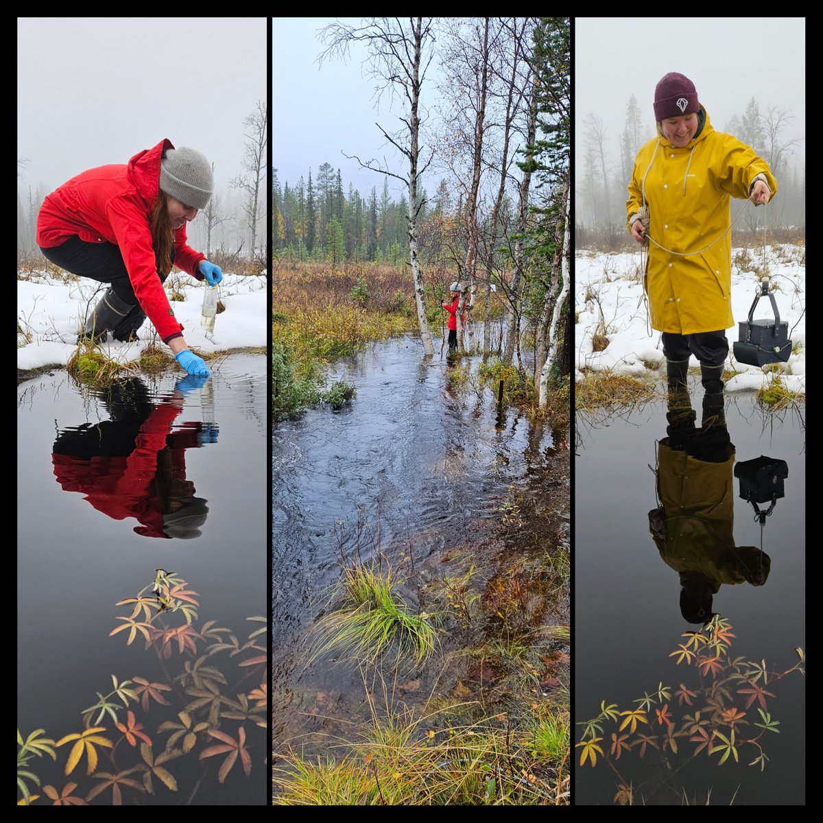 2nd last sampling round for <a href="/SuomenAkatemia/">Suomen Akatemia | Research Council of Finland</a> #ACWI-project at Pallas is on 💪and 1st ❄️ surprised us!Now with +14C and 🌧 our streams are FLOODED with ❄️melt!Fun to see how microbes(key players in #ArcticCarbonWaterInteractions)will respond 🦠
<a href="/UniOulu/">University of Oulu</a> 
<a href="/MicrobesOulu/">Microbes UniOulu</a>
<a href="/KoneenSaatio/">Koneen Säätiö</a>