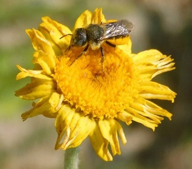 DI Business (@dibusinessdk) on Twitter photo 19 virksomheder og @HvidovreKommune har på to år skabt 15 hektar til vild natur. Insektttælling viser overvældende fremgang med fund af flere rødlistede arter på erhvervsområdet.
Borgmester <a href="/anderswolf/">Anders Wolf Andresen</a> eroverrasket over den store effekt. Læs mere: danskindustri.dk/di-business/ar… 19 virksomheder og @HvidovreKommune har på to år skabt 15 hektar til vild natur. Insektttælling viser overvældende fremgang med fund af flere rødlistede arter på erhvervsområdet.
Borgmester <a href="/anderswolf/">Anders Wolf Andresen</a> eroverrasket over den store effekt. Læs mere: danskindustri.dk/di-business/ar…