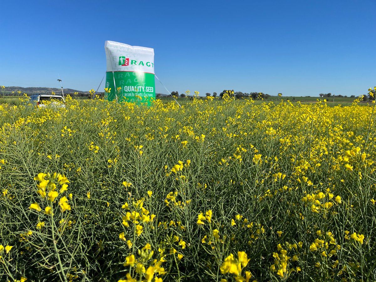 Dan Zinga, TBM Sthn NSW and David Leah, Technical Product Development Manager - Broadacre at IRC16 field day last Friday at Wagga Wagga. 

#RAGTAustralia #cultivatinglife #thinksolutions #thinkRAGT #hybridcanola #canola #emergingcanolastars