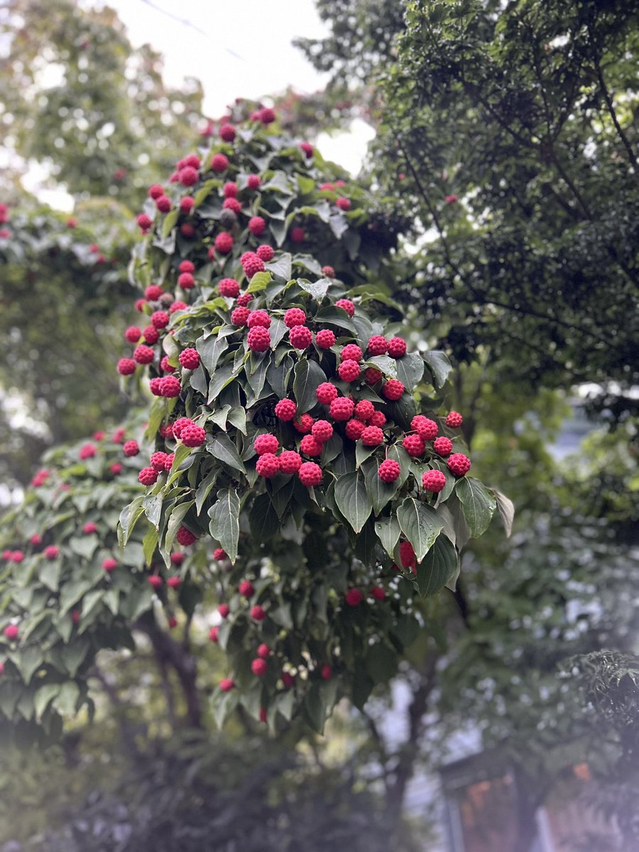 What berry is this??! 🤔