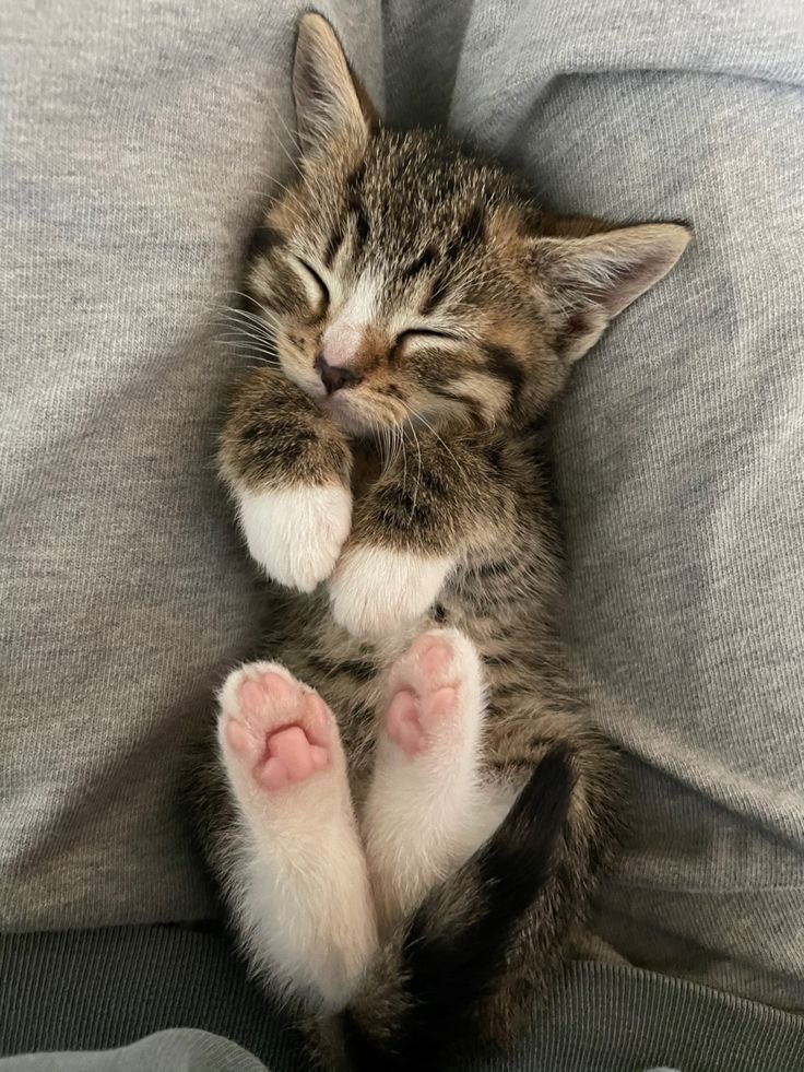 WE LOVE CATS tweet media