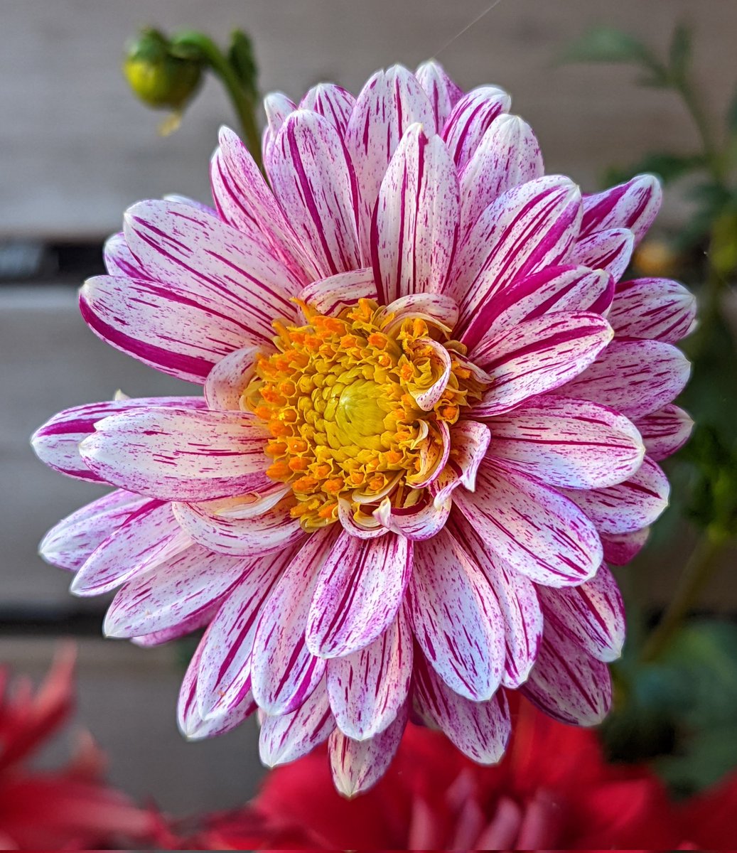 Magenta Freckles. 🌿 🤍💜🩷 
Happy Monday all. ✌️😍
#MagentaMonday #Flowers #gardening #DahliaLove