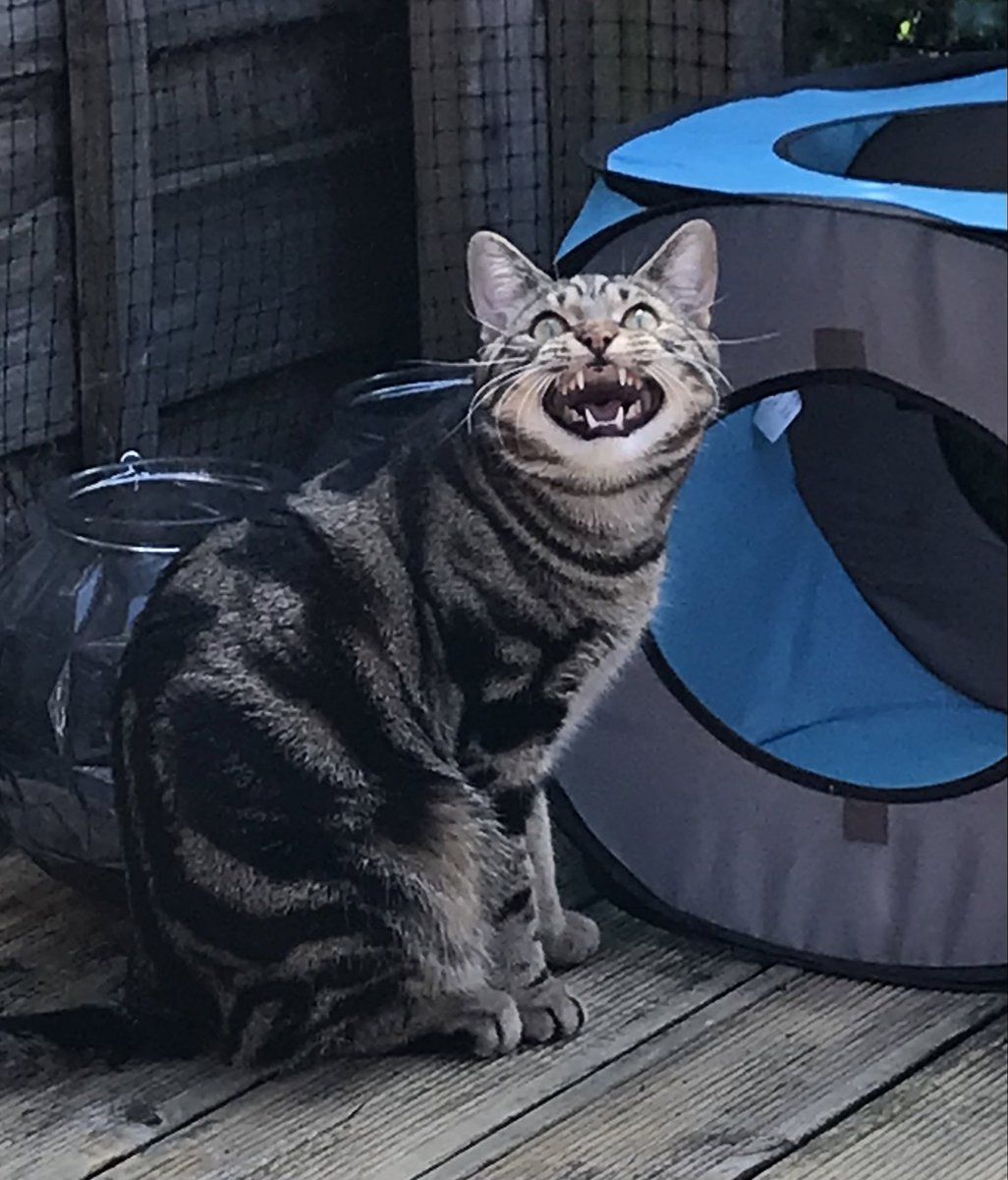 Charlotte Levin tweet media