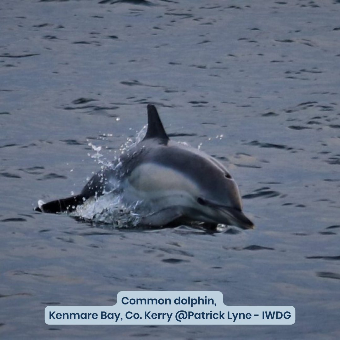IWDGnews's tweet photo. 🙏 Sending your sightings to the IWDG is essential for our #conservation work in monitoring the abundance and behaviour of these animals in Irish waters.
Please continue to report to us via the IWDG Free #ReportingApp at https://t.co/pvraW63NcY
#theheritagecouncil https://t.co/ssQCCGsRrp