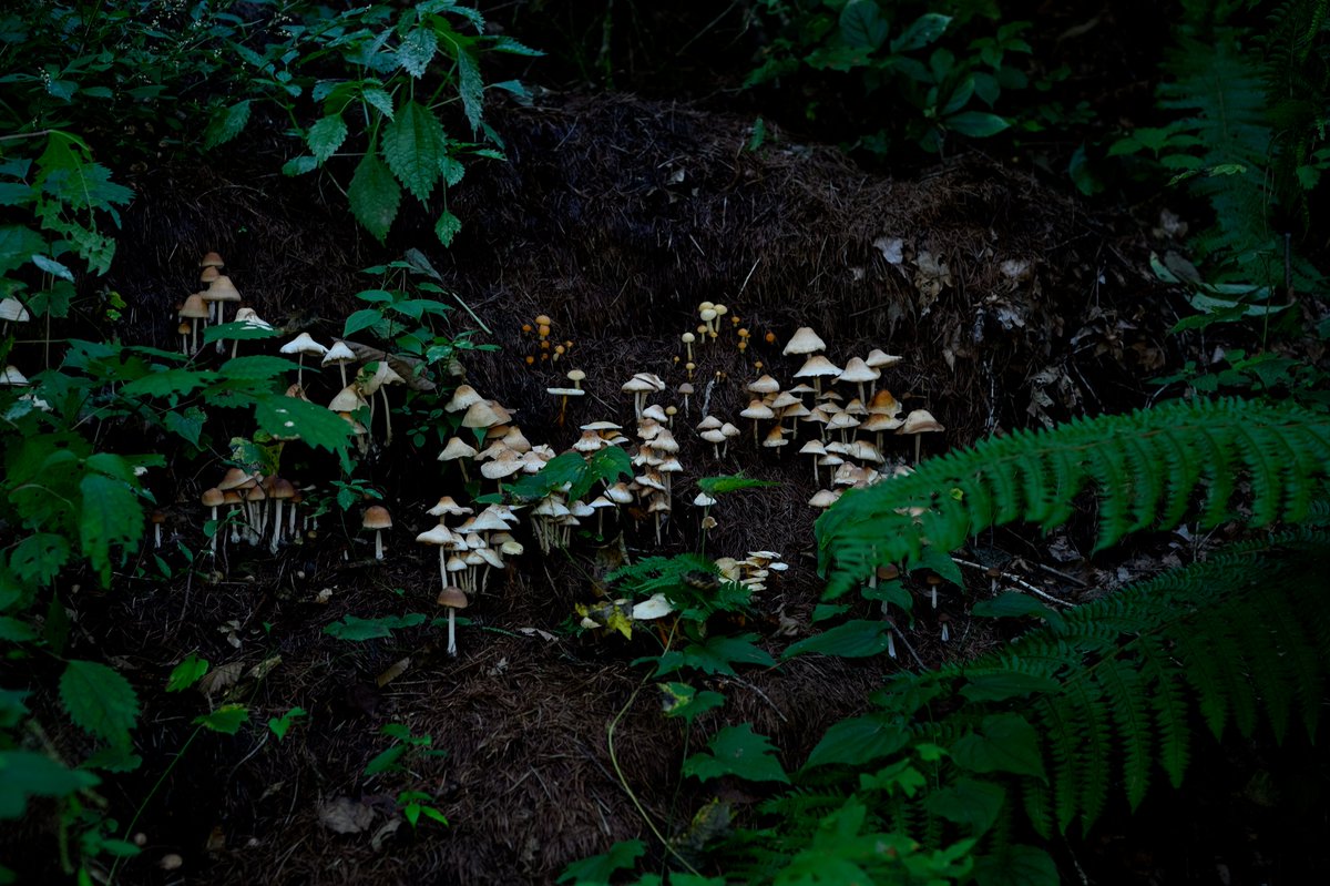 宇宙ネコ (@vhq0yw20mvojfl4) on Twitter photo 