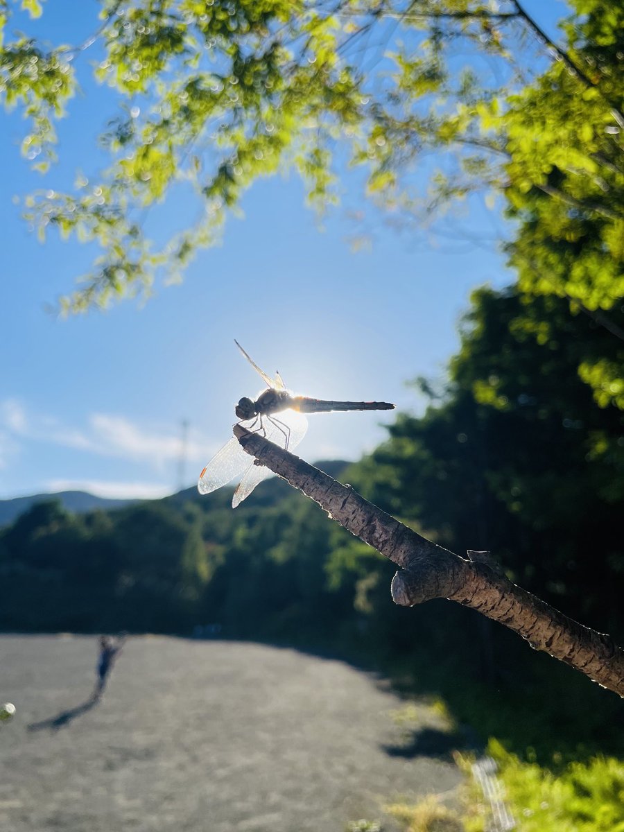 picoiroco's tweet photo. なんかいい写真が撮れた✨️

私、思うんだ。
生きとし生けるものは
その身体の中に必ず、
キラキラｯｯとしたモノを持っている♡

その輝きを知るため、色んな経験をしてる https://t.co/CtsPpY2Ela