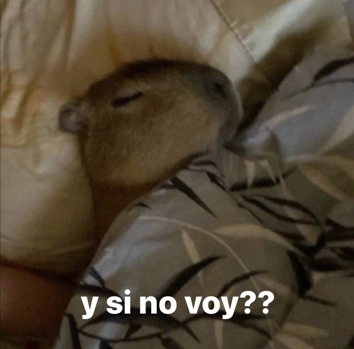 yo todas las mañanas cuando me suena la alarma