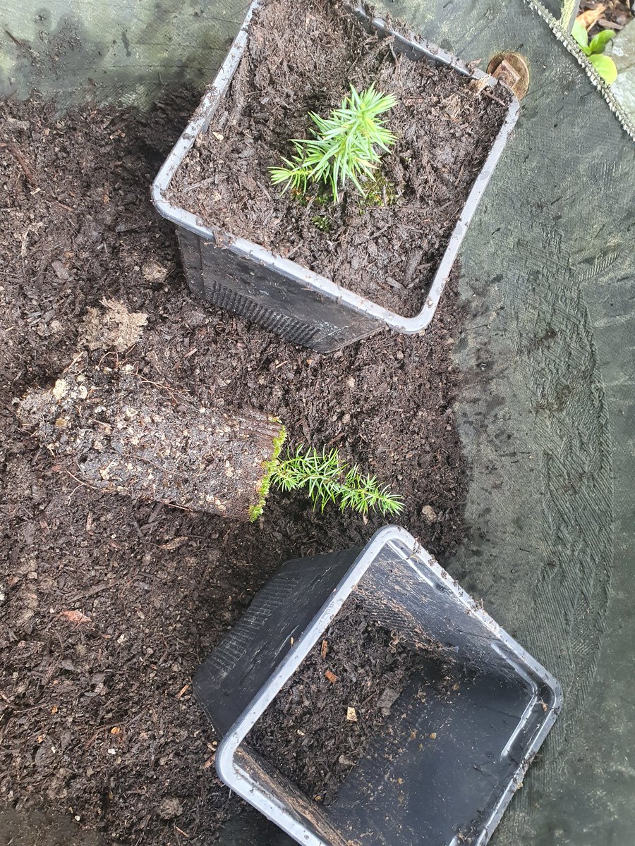 These juniper, grown from seed collected on our site, will need at least a couple more years before they're ready to plant out. They should be happy in these larger pots until then. @MontaneWoodland @treesforlifeuk @ForestryEngland @UBoCarbon @FriendsofLakes @wildennerdale