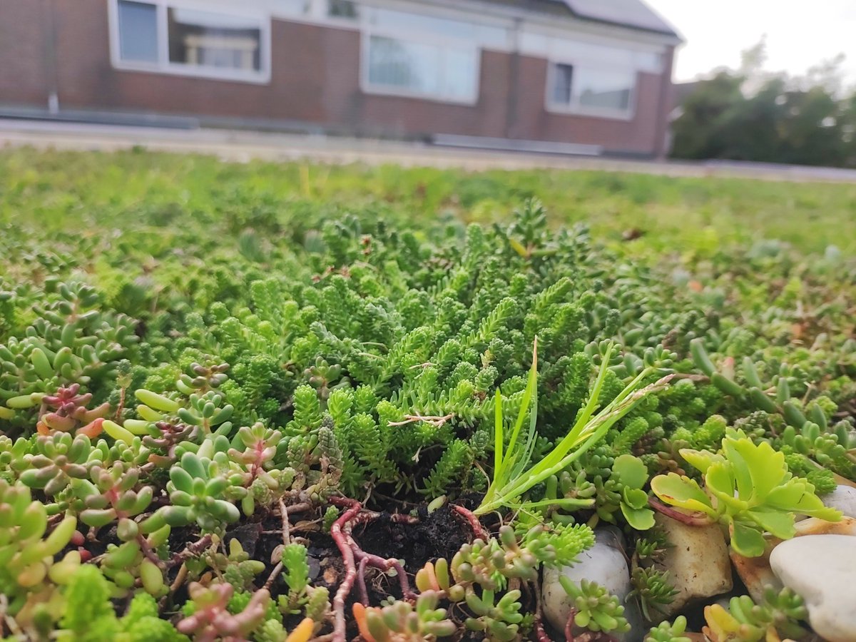 Een groen dak is echt geweldig. 
Onkruid weghalen🤔🫣🤔? Dat is weer een minder makkelijke opgaaf. 
Maar met uitzondering van nog aantal graspollen zijn de meest vreselijke ongewenste plantjes er wel uit.