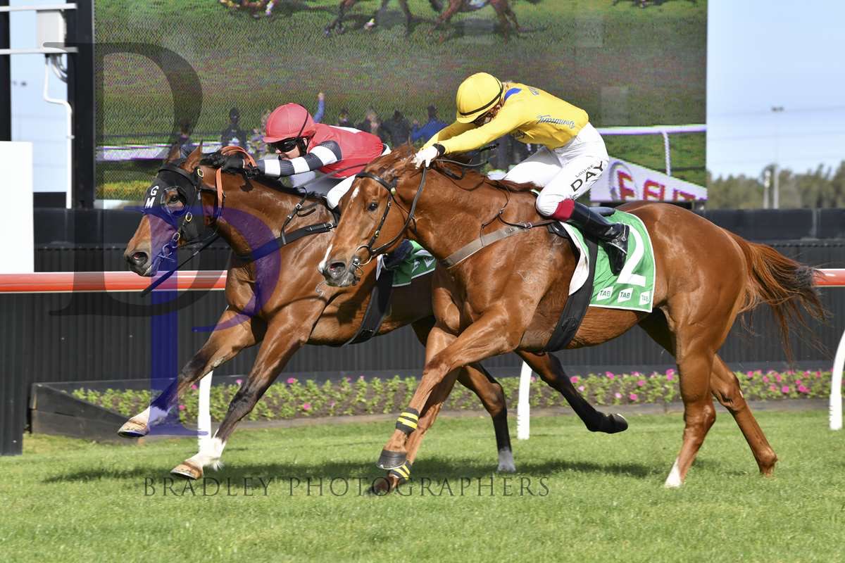 Great to see Big Apple with a determined first up win at Kembla on Saturday. A $35k purchase online, this guy will make his presence felt in Sydney next time out