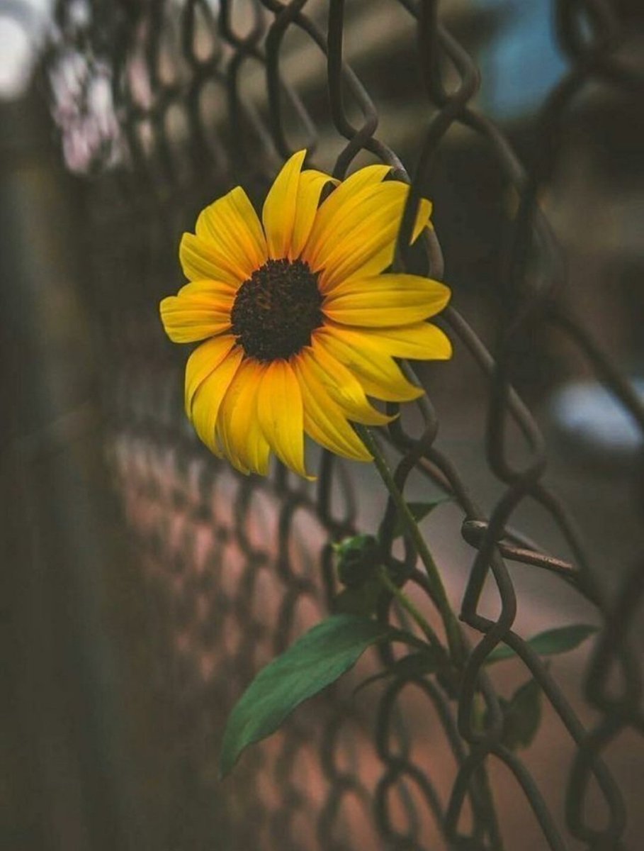 El enfoque es humanizar y empoderarnos para recordar que la violencia se combate con movimientos para la paz, la justicia, el bien común, cuidarnos y cuidar nuestra madre tierra.🙏💚🌏