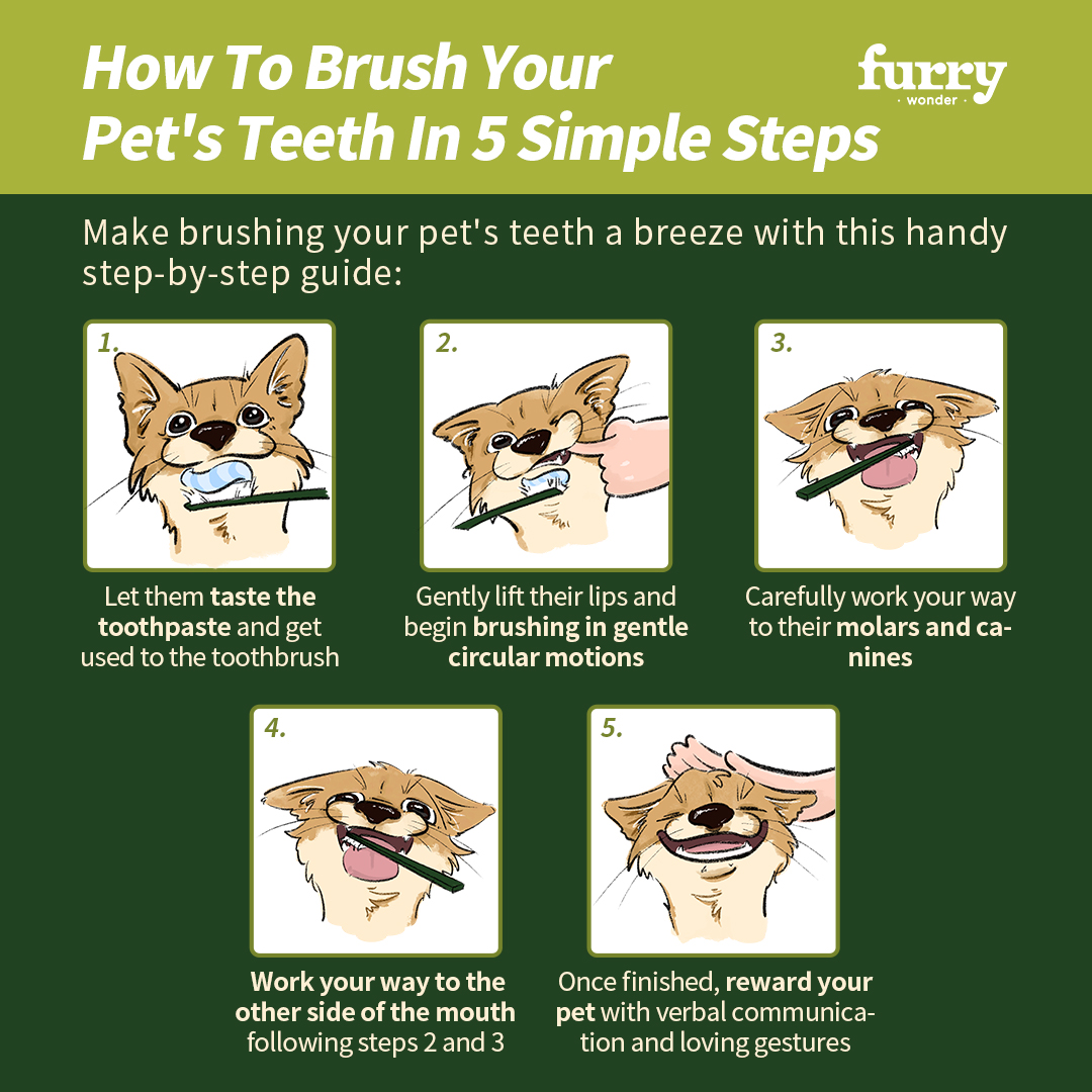 Brushing your pet's teeth is an essential part of their overall health and well-being.💚It may seem like a daunting task, but with patience and the right technique, it can be a breeze! 🐶🦷🐱

#furrywonder #dogoralhealth #petoralhealth #PetDentalCare #PetOralHealth