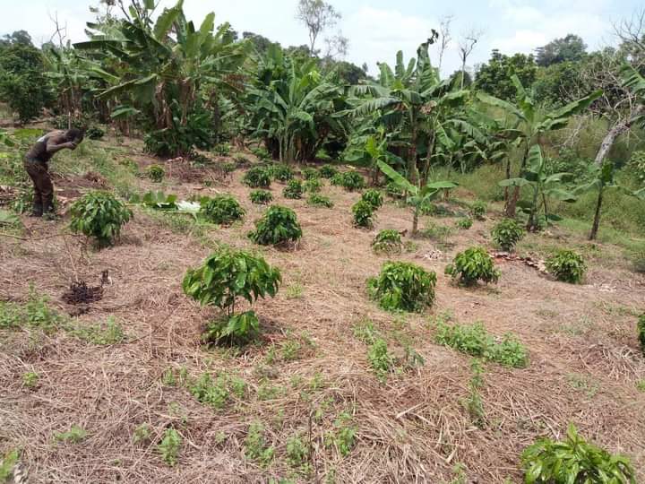 PearlFarmsUg's tweet photo. This WEEK'S MOTIVATION:
“The ultimate goal of farming is not the growing of crops, but the cultivation and perfection of human beings.”- Masanobu Fukuoka. https://t.co/wOsp3Zbhng