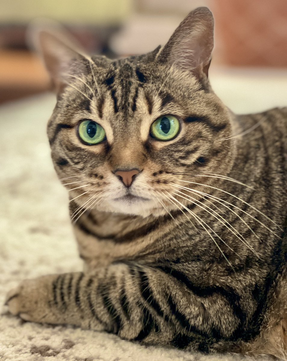 For the love of Missy. tweet media