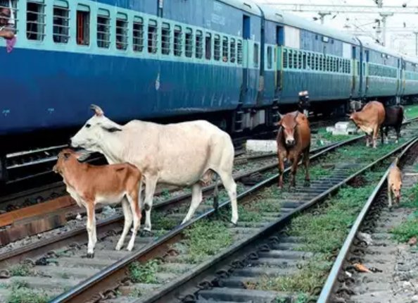 HimalayaJaiHind's tweet photo. @AshwiniVaishnaw @Manekagandhibjp @myogiadityanath @NWRailways @RailMinIndia @drmadiwr @DrmAjmerक्या पशुओं के वोट नहीं होते तो उनको जीवन जीने का अधिकार नहीं,क्या दुख सिर्फ मनुष्यो को होता है,ट्रेनके नीचे कटकर मृत्यु की वेदना जानते भीहैं आप,कृपया उदयपुर-असारवा रुटपर तारबंदी करवाये https://t.co/iZBl6OFQxm