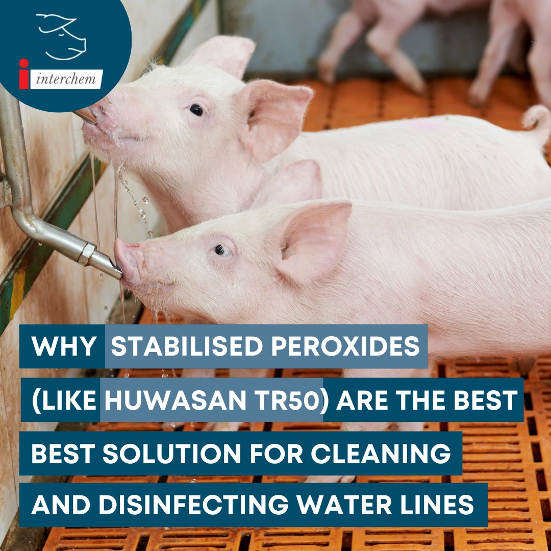 InterchemSwine's tweet photo. See the article to learn why stabilised peroxides (like Huwasan TR50) are the best solution for cleaning and disinfecting water lines, contact Interchem for more information.

https://t.co/9Ged0ShE9a

#pigfarm #irealnd #waterquality #pigs #sows https://t.co/v0fFIjXpre