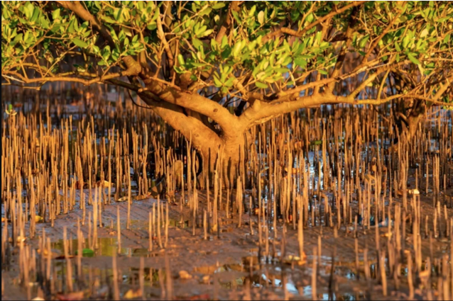 oliviergantois's tweet image. Tree&apos;s Insight🌿 Question: Can trees play a part in preventing landslides?👉 Answer: Trees&apos; root systems anchor soil, reducing the risk of landslides. #1trillonTrees @treenation #climate #LandslidePrevention