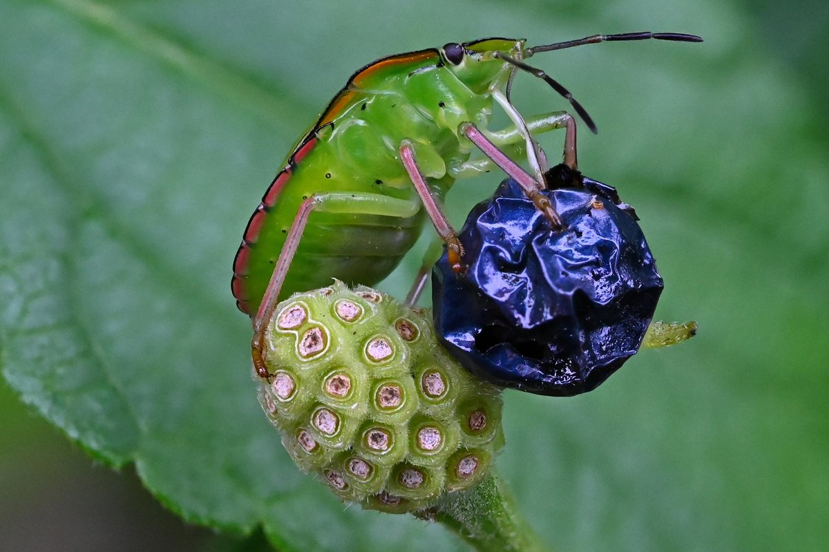 gleipdonir's tweet photo. Nikon Z6 II with MC50.
Focus shifting/stacking (20 images). cropped/zoomed in.

@NikonEurope @UKNikon #nikonphotography #bug #bugs #insects #NaturePhotograhpy  #naturelovers #TwitterNatureCommunity https://t.co/sMBPbwCmgZ