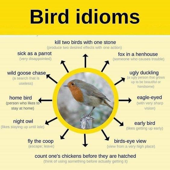 Aprentias's tweet photo. Bird Idioms https://t.co/MuDquWiRH5