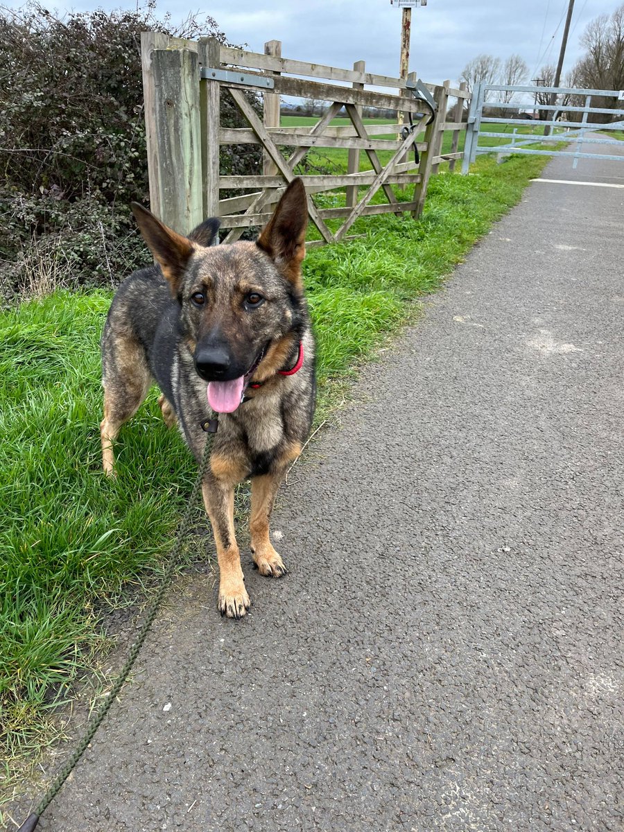 Luna is 3yrs old and she is looking for a child and pet free home, Luna missed out on a lot due to lockdowns so needs a home that can go back to basics please 
#dogs #GermanShepherd #Essex 
gsrelite.co.uk/luna-10/