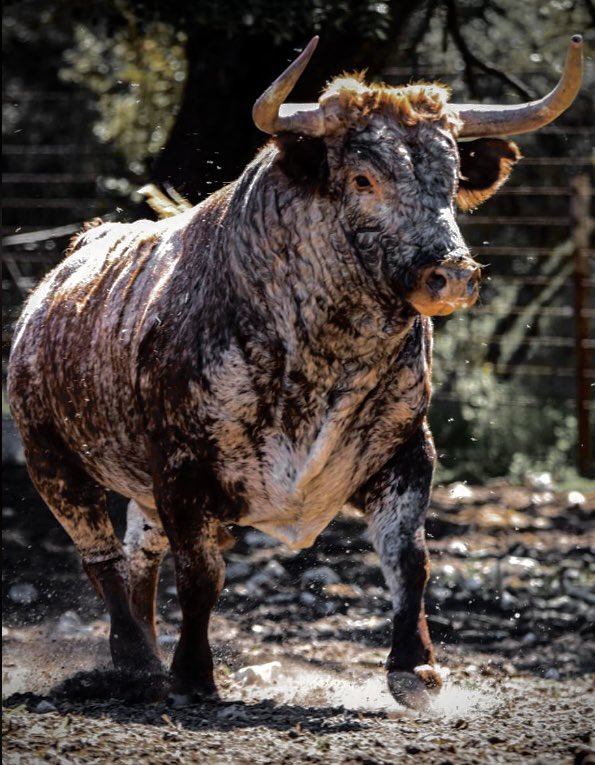 aalejaandro_02's tweet photo. TORO DE LA VENDIMIA 2023
7 de octubre del 2023
17:30 https://t.co/xOivZe5HUQ
