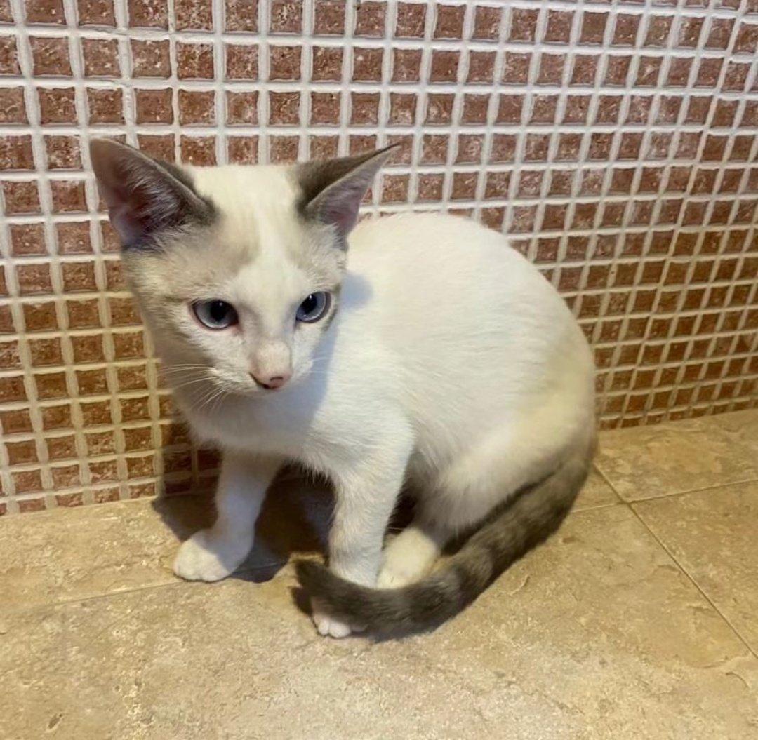 L'Aldea: Projecte Gat tweet media