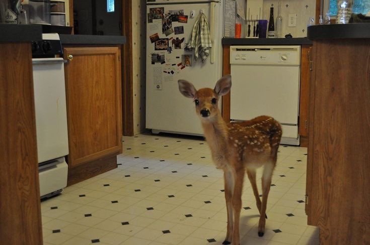 house deer . . . ^__^