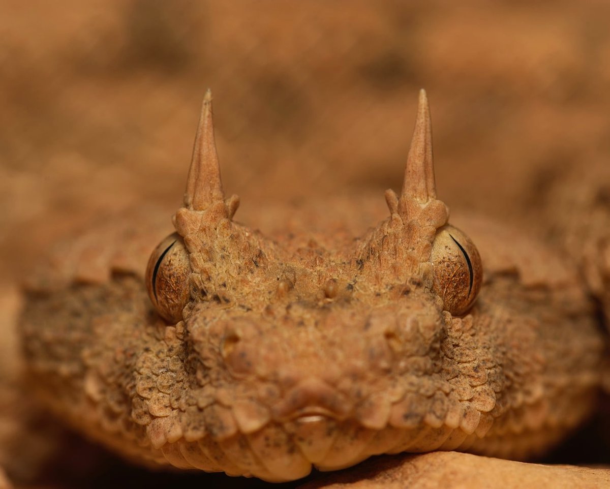 Josh Phangurha tweet media