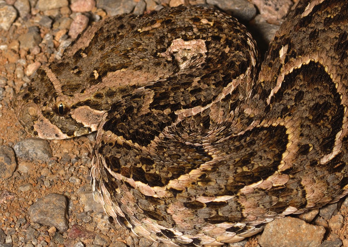 Josh Phangurha tweet media