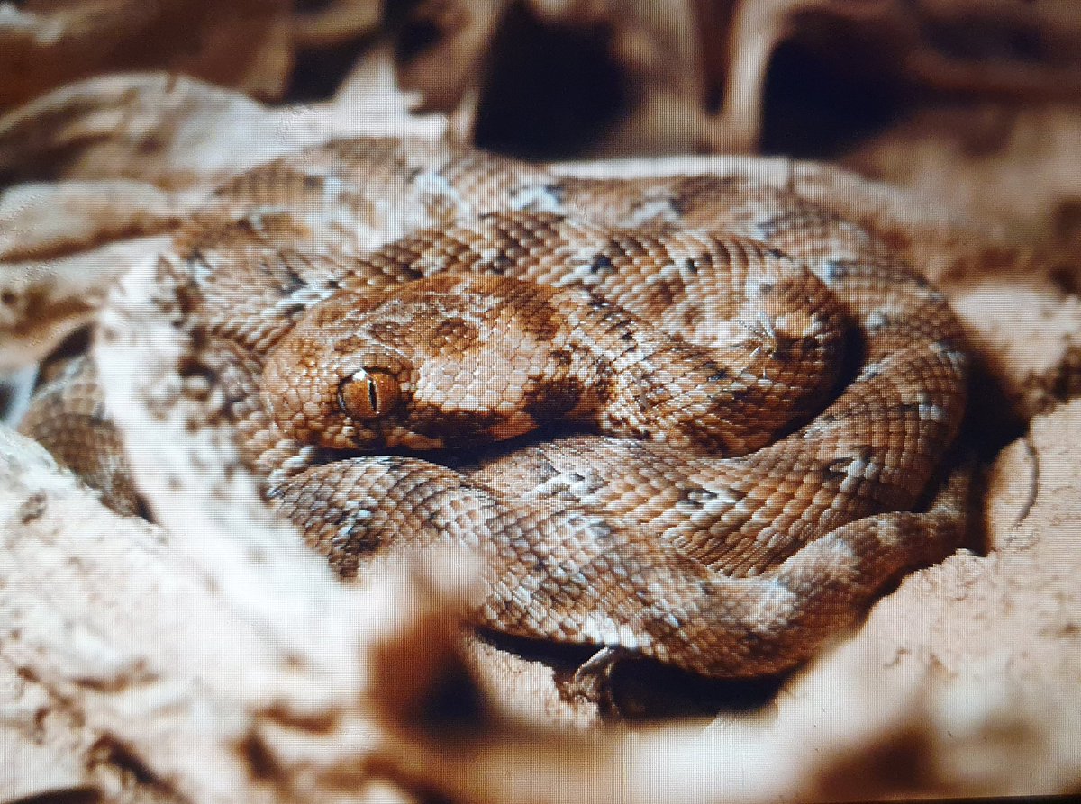 Josh Phangurha tweet media