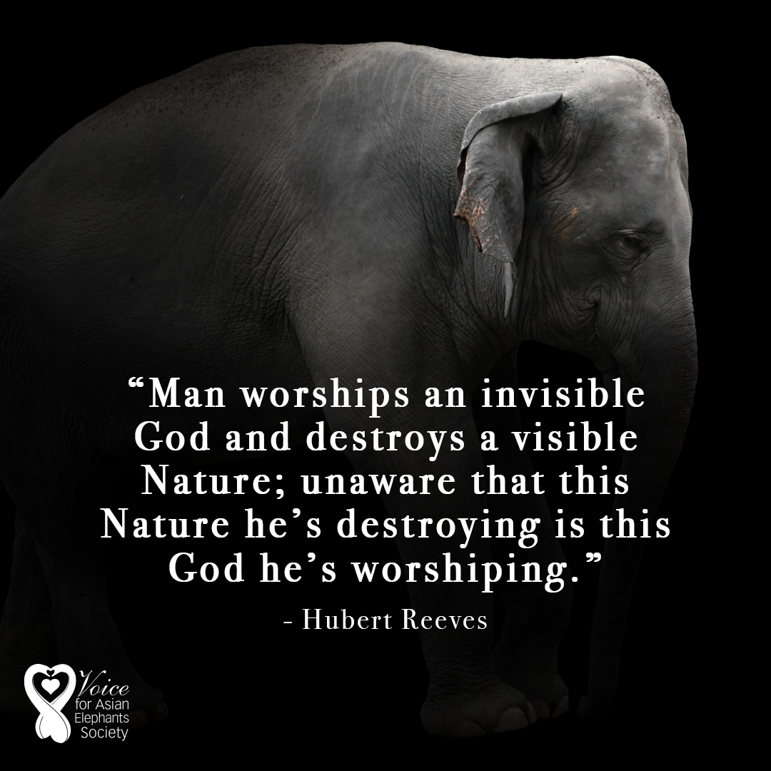 Voices for Asian Elephants (VFAE) 🐘 tweet media