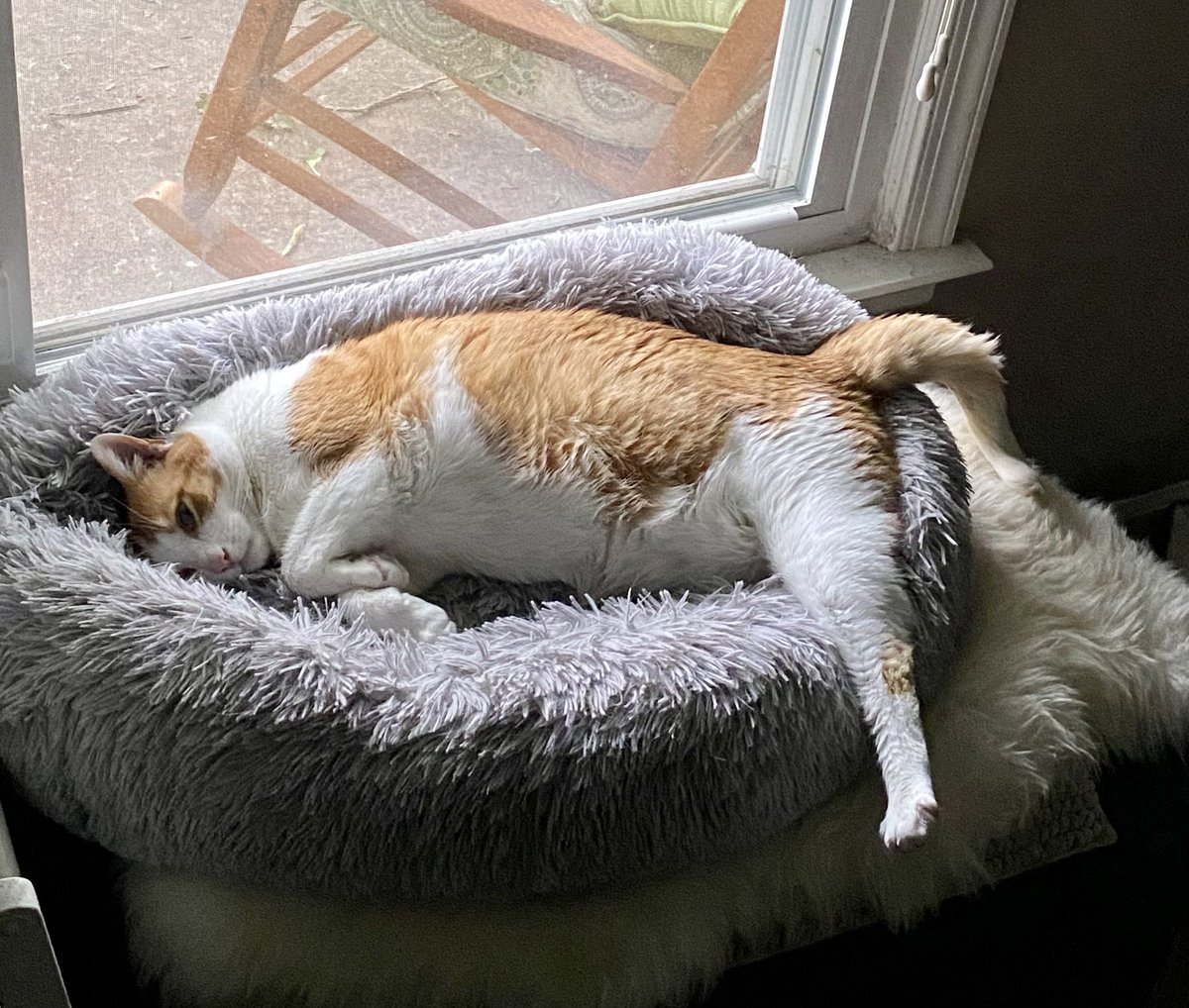 moomanandme's tweet photo. Tough decisions on this dreary day… What to do? I think I will choose to lounge in one of my many beds. Have a lovely Monday and a great week friends! #CatsofTwitter #mondaydecisions https://t.co/NO2uihD8YM