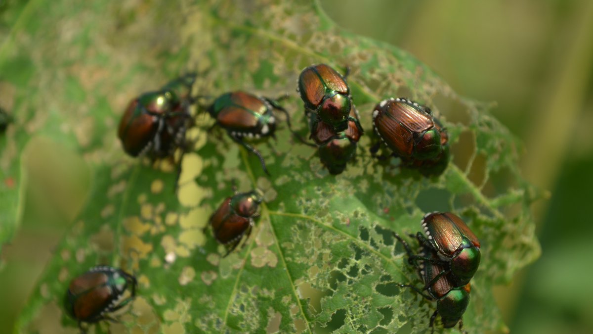 How polyphagous is the #JapaneseBeetle? 

Spoiler: There are over 400 host plants for this #InvasiveAlienSpecies. Find more detailed information in our current blog: popillia.eu/blog/how-polyp…