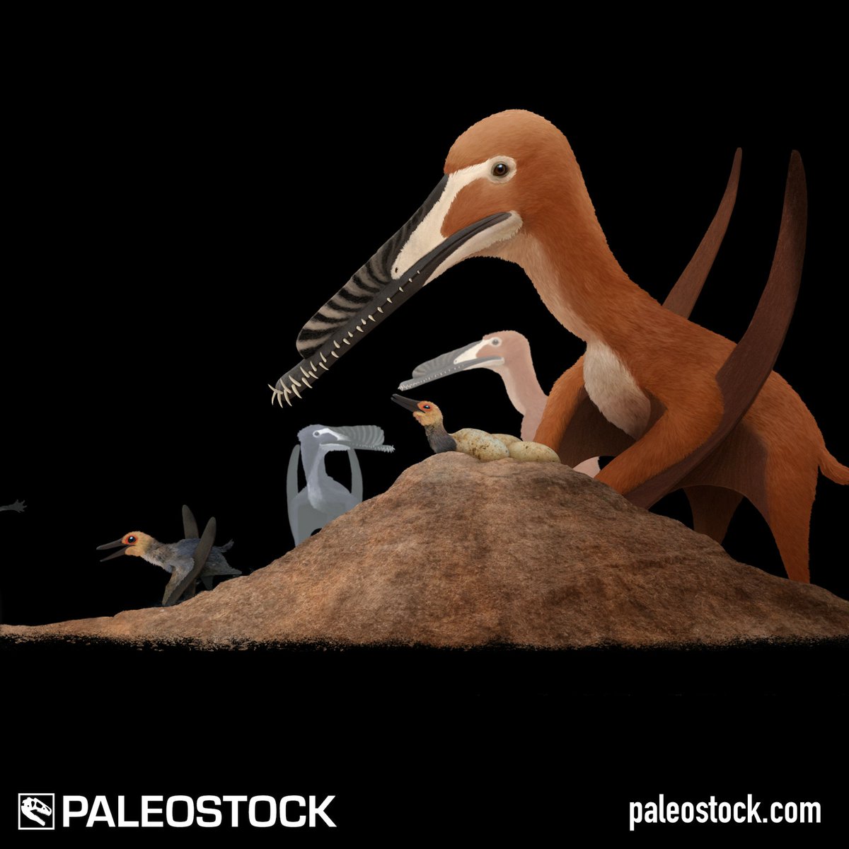 ngarland's tweet photo. GetPaleostock: Hamipterus was a piscivorous pteranodontoid pterosaur that lived in the Early Cretaceous Period in what is now China.

License this stock resource at: https://t.co/7NIUYZJRhA

Illustration by @JulioTheArtist

#paleontology #paleoart https://t.co/g5c4Fq4uWy