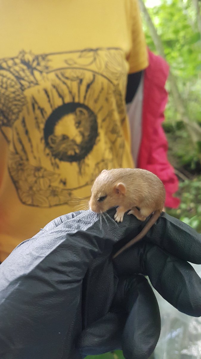 Lorna Griffiths tweet media