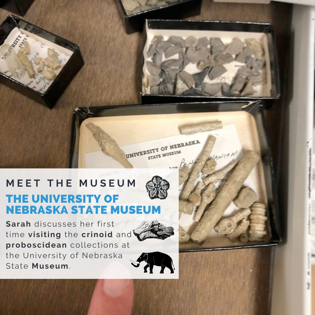 #MeetTheMuseum with Sarah as she describes her visit to the University of Nebraska State Museum in Lincoln, Nebraska. Read more at wp.me/p8kpy9-6K8 

#MuseumCollections #Invertebrates #Crinoids #AshfallFossilBeds #Proboscideans