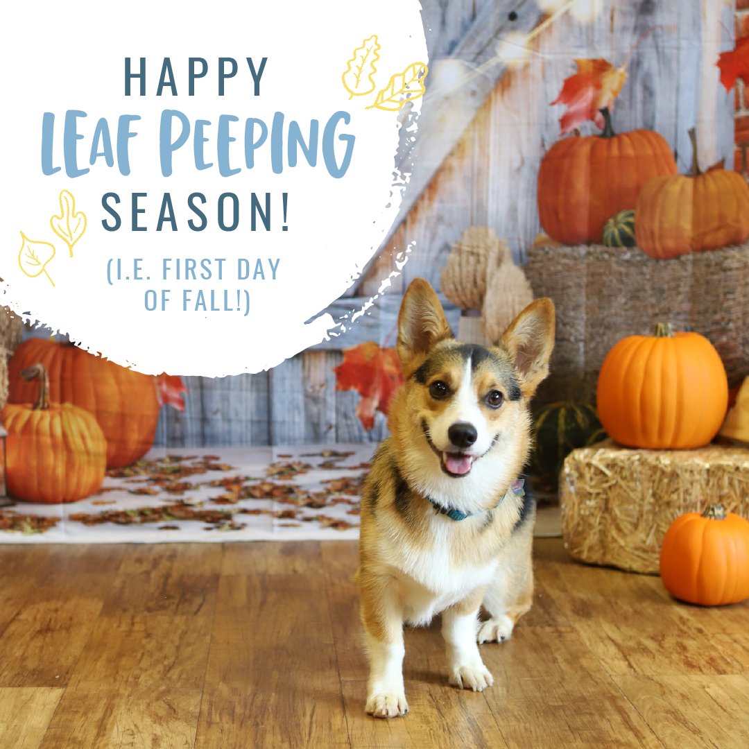 CBWCedarHill's tweet photo. A.K.A. “autumn” for the distinguished pups 🤌 https://t.co/hl5AAIKMjw