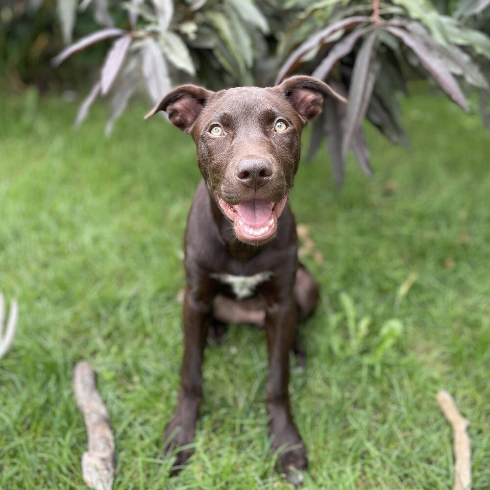 Gia is a 5 month old lab/pittie mix with a heart of gold! She smiles so pretty &amp; has the prettiest eyes. Adopt her and learn more about her at: petlover.petstablished.com/pets/public/18…

#adoptable #adoptdontshop #goodpup #untiltherearenone #dogsofgr #trend #adoption #puppy