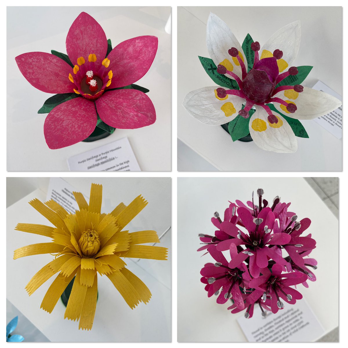 Ruth Moilliet tweet media