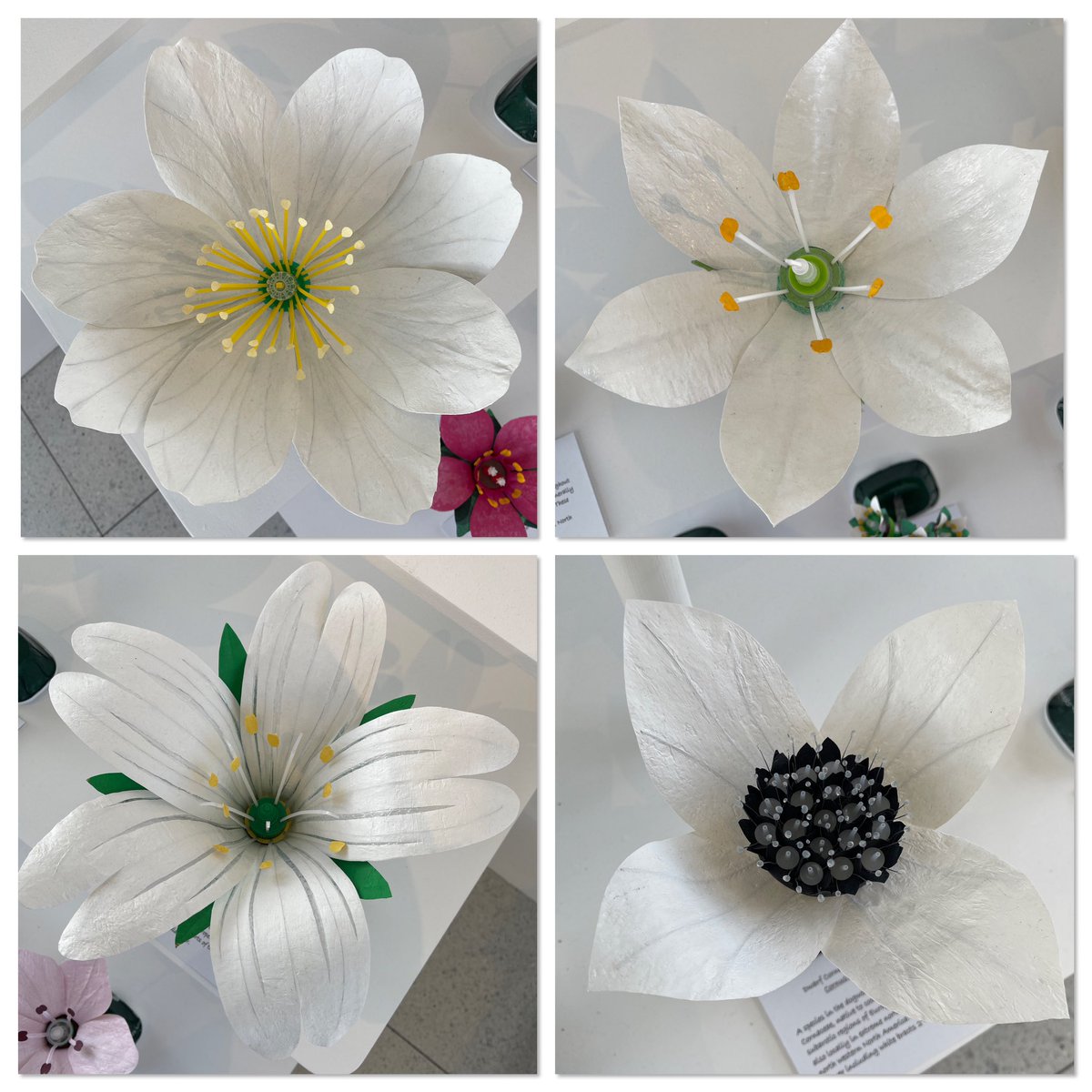 Ruth Moilliet tweet media