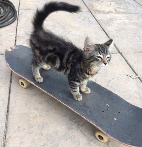 Cats That Make You Smile (@mvc_cats) on Twitter photo 