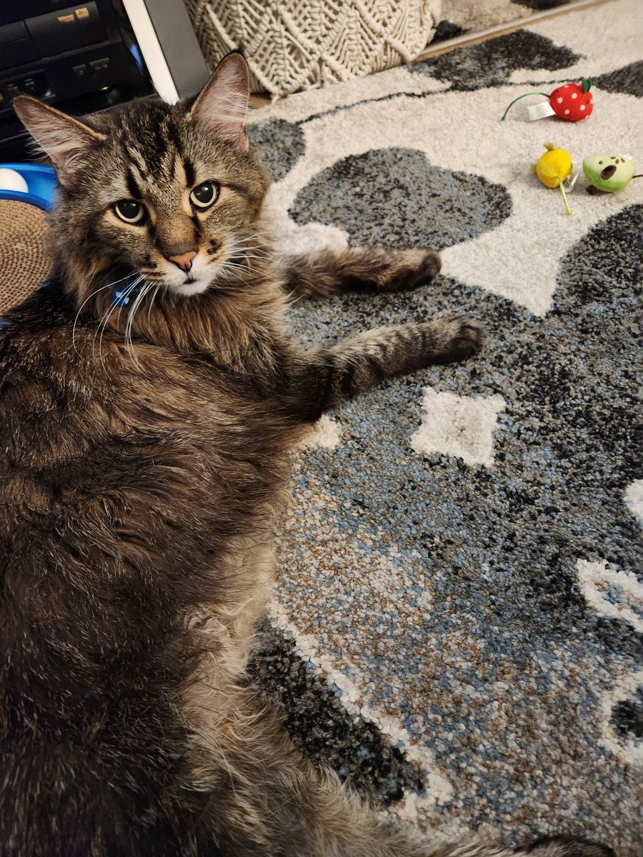 MainemanTron's tweet photo. I'm playing with my mouse toys this morning. It's a good workout. #Cat #CatLovers #CatLife #CatsAreFamily https://t.co/sAql9l1MZS